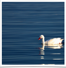 Coscoroba Swan - Paddling